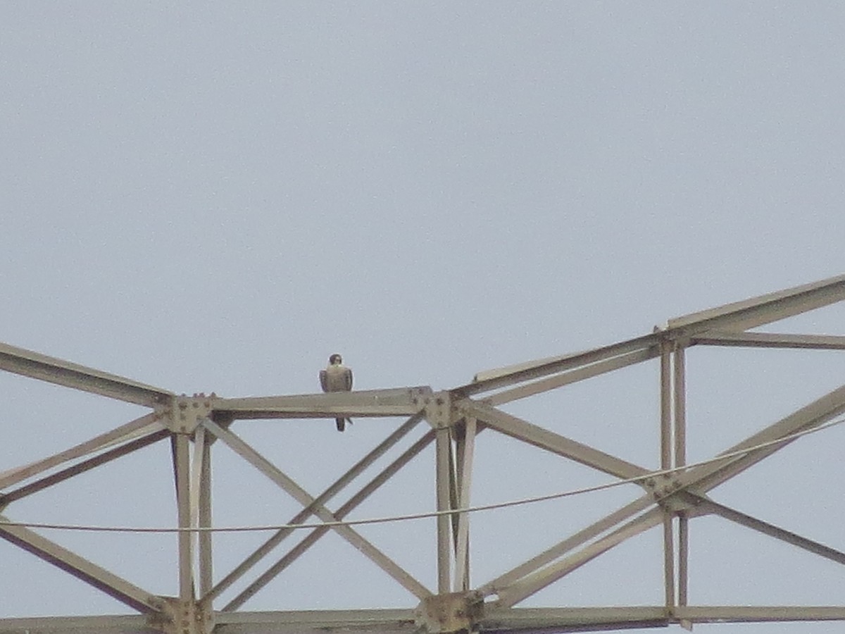 Peregrine Falcon - Gregorio Chaguaceda Tomás