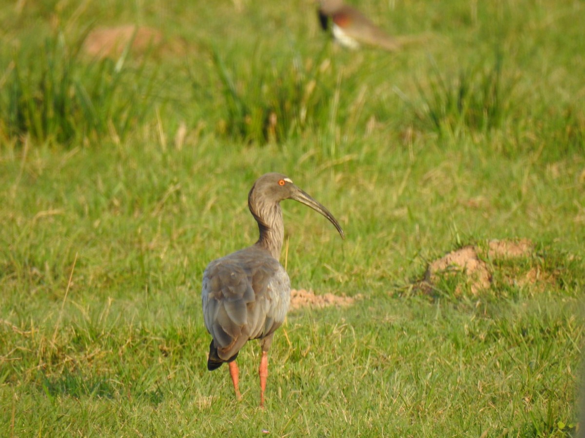 Plumbeous Ibis - ML620792620