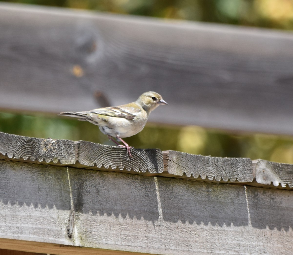 Common Chaffinch - ML620792630