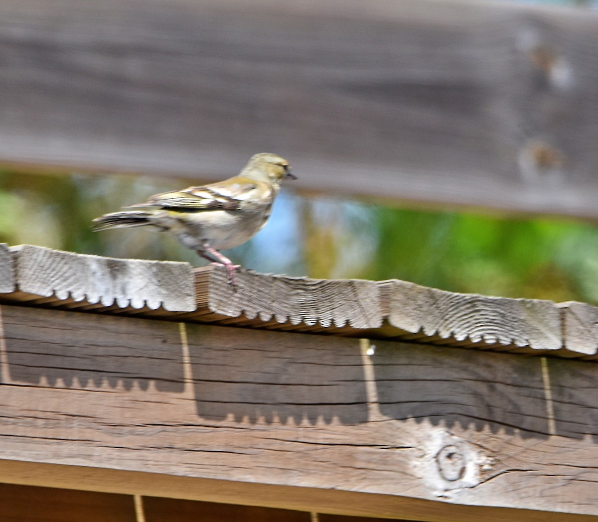 Common Chaffinch - ML620792631