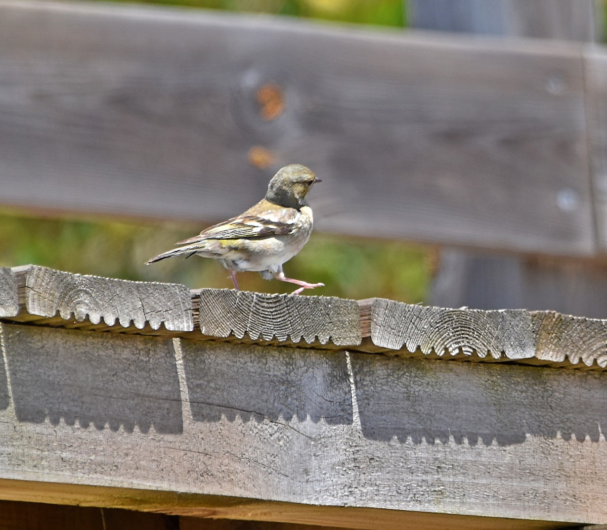 Common Chaffinch - ML620792632