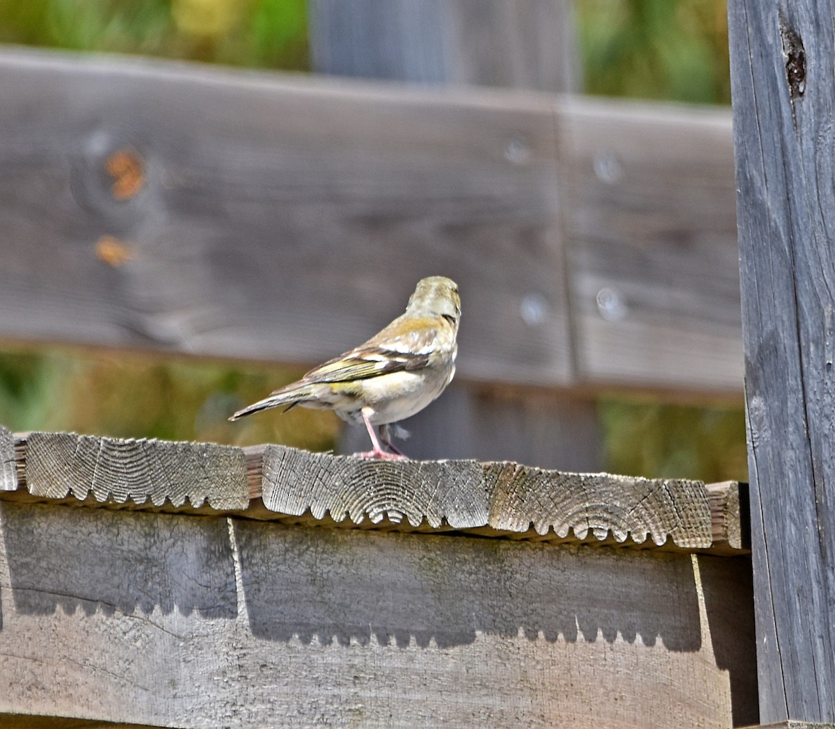 Common Chaffinch - ML620792633