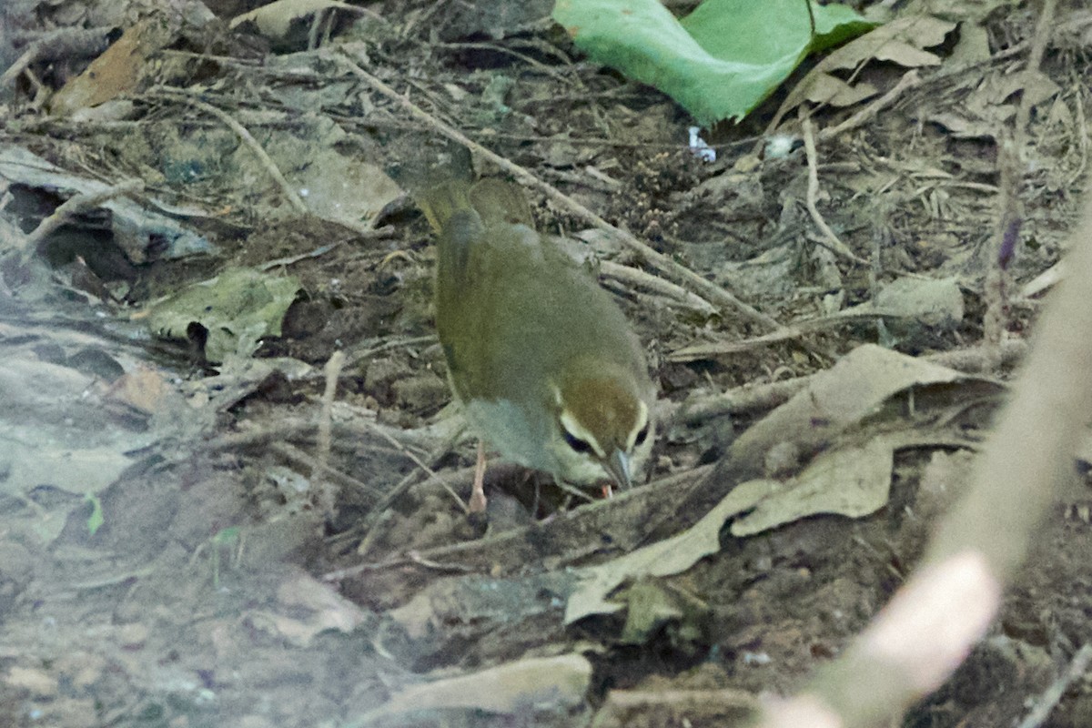 Swainson's Warbler - ML620792634