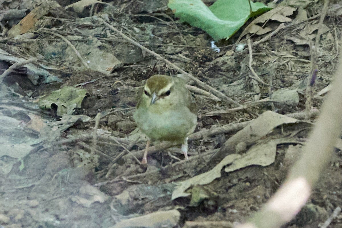 Swainson's Warbler - ML620792635