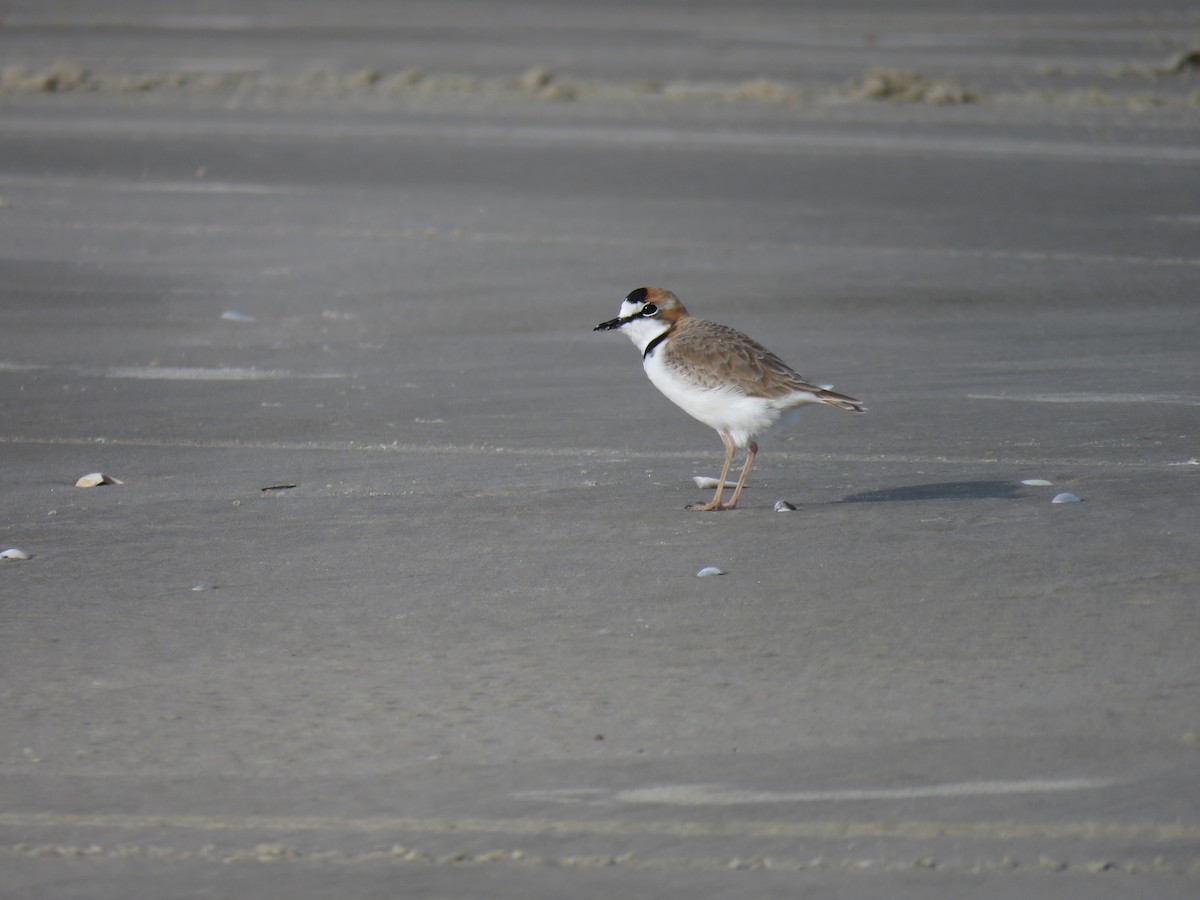 Collared Plover - ML620792638