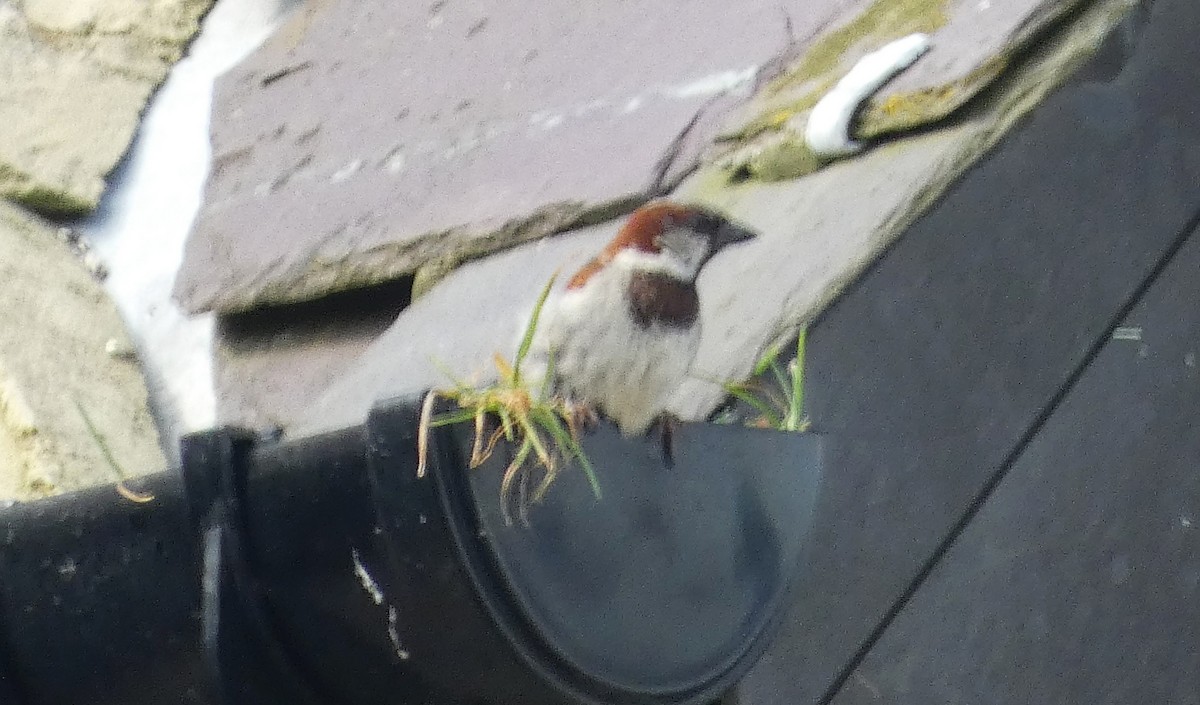 House Sparrow - Mike Tuer