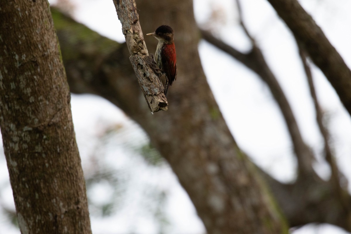 Scarlet-backed Woodpecker - ML620792668