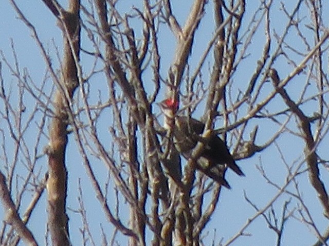 Pileated Woodpecker - ML620792672