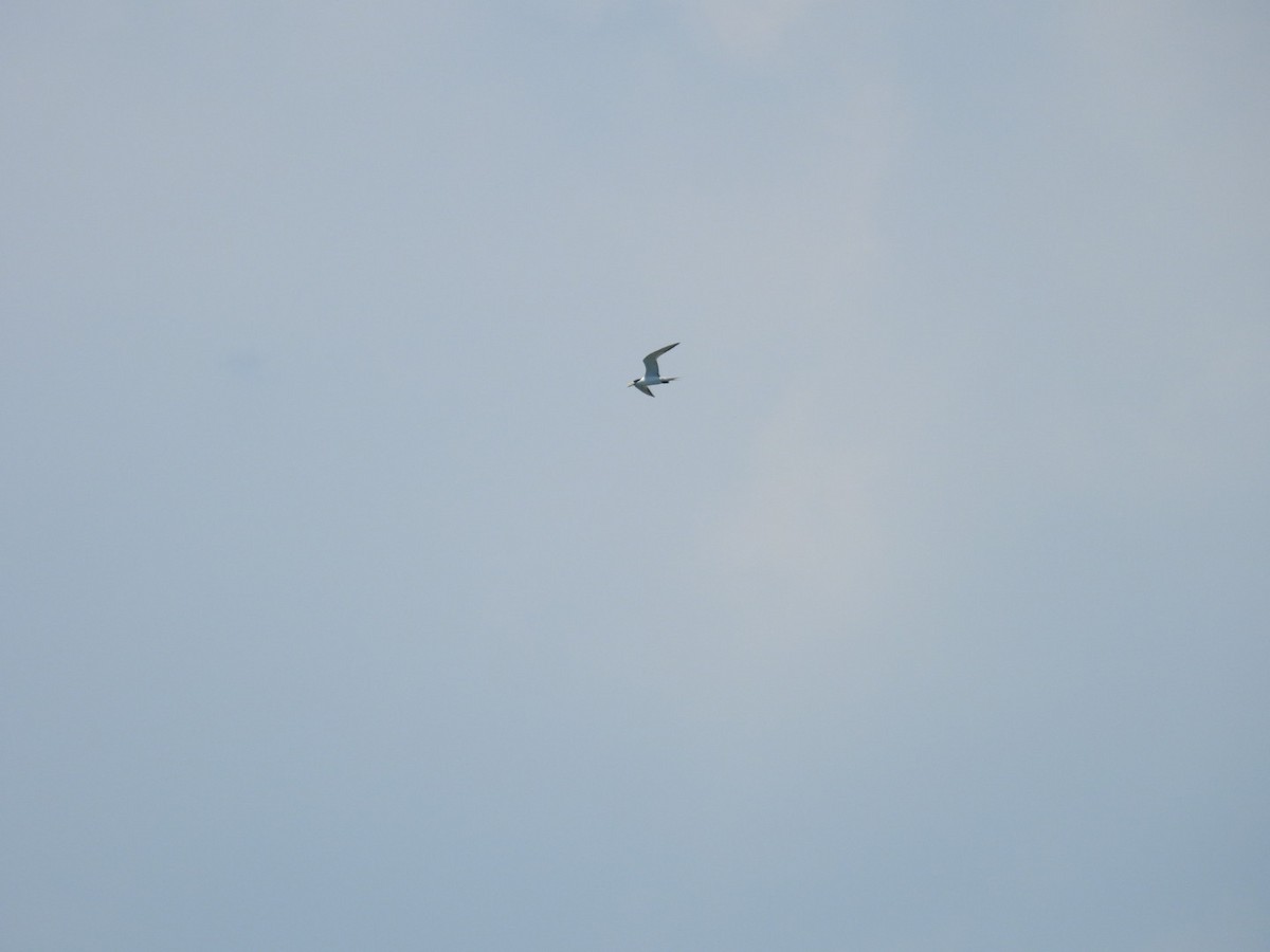 Great Crested Tern - ML620792676