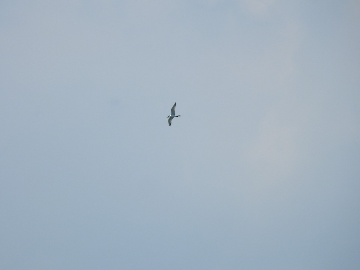 Great Crested Tern - ML620792677