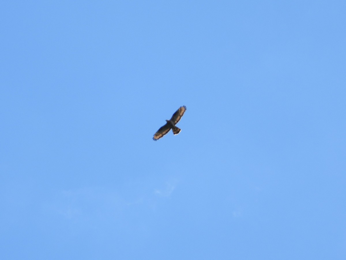 European Honey-buzzard - Adam Wilczek