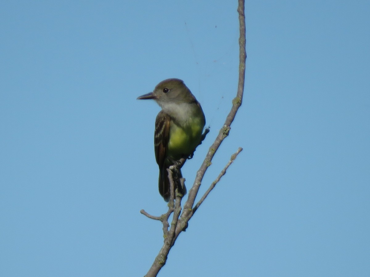 Great Crested Flycatcher - ML620792690