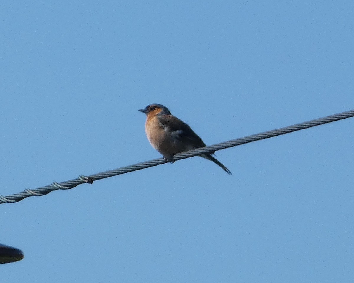 Common Chaffinch - ML620792695