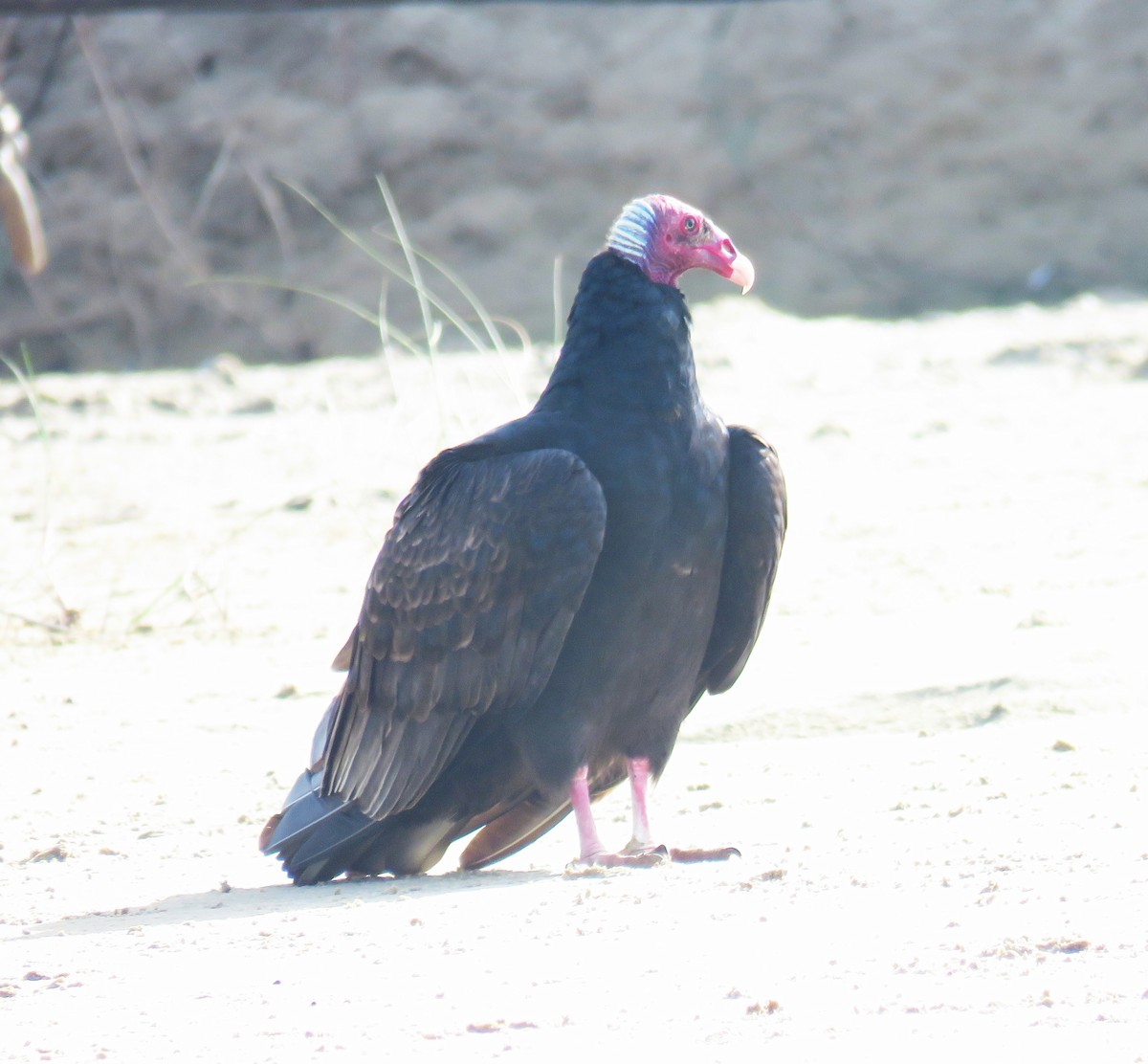 Turkey Vulture - ML620792701