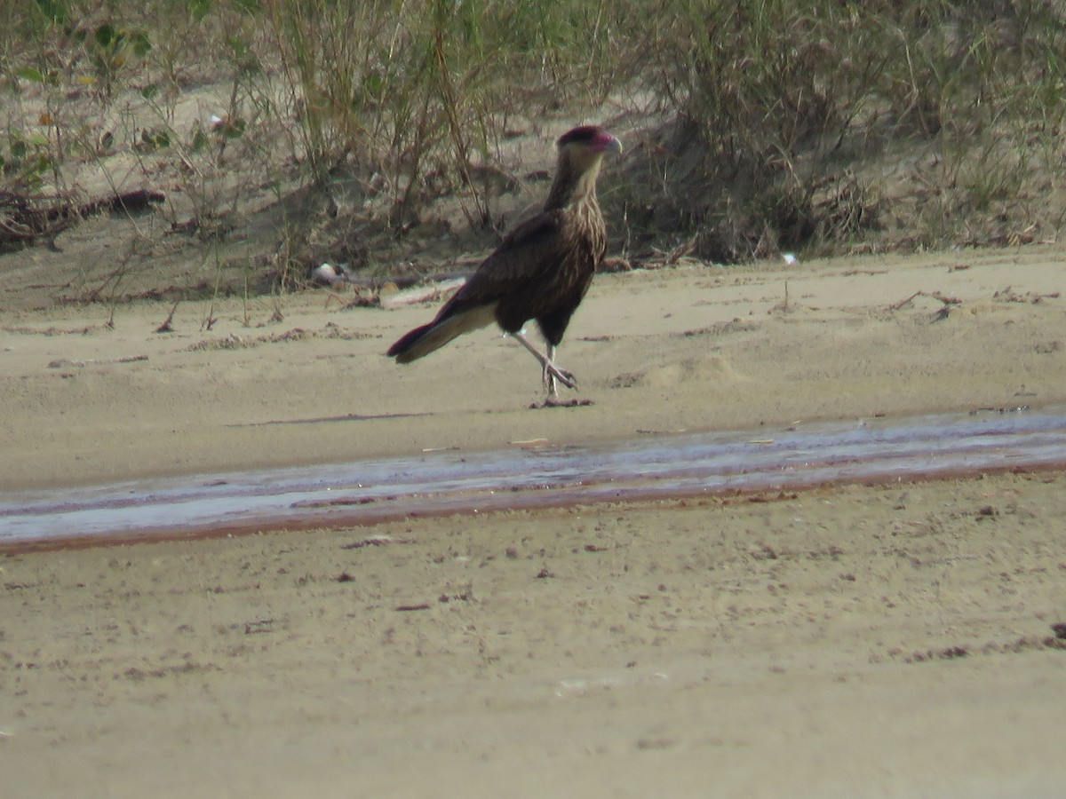 Caracara huppé - ML620792707