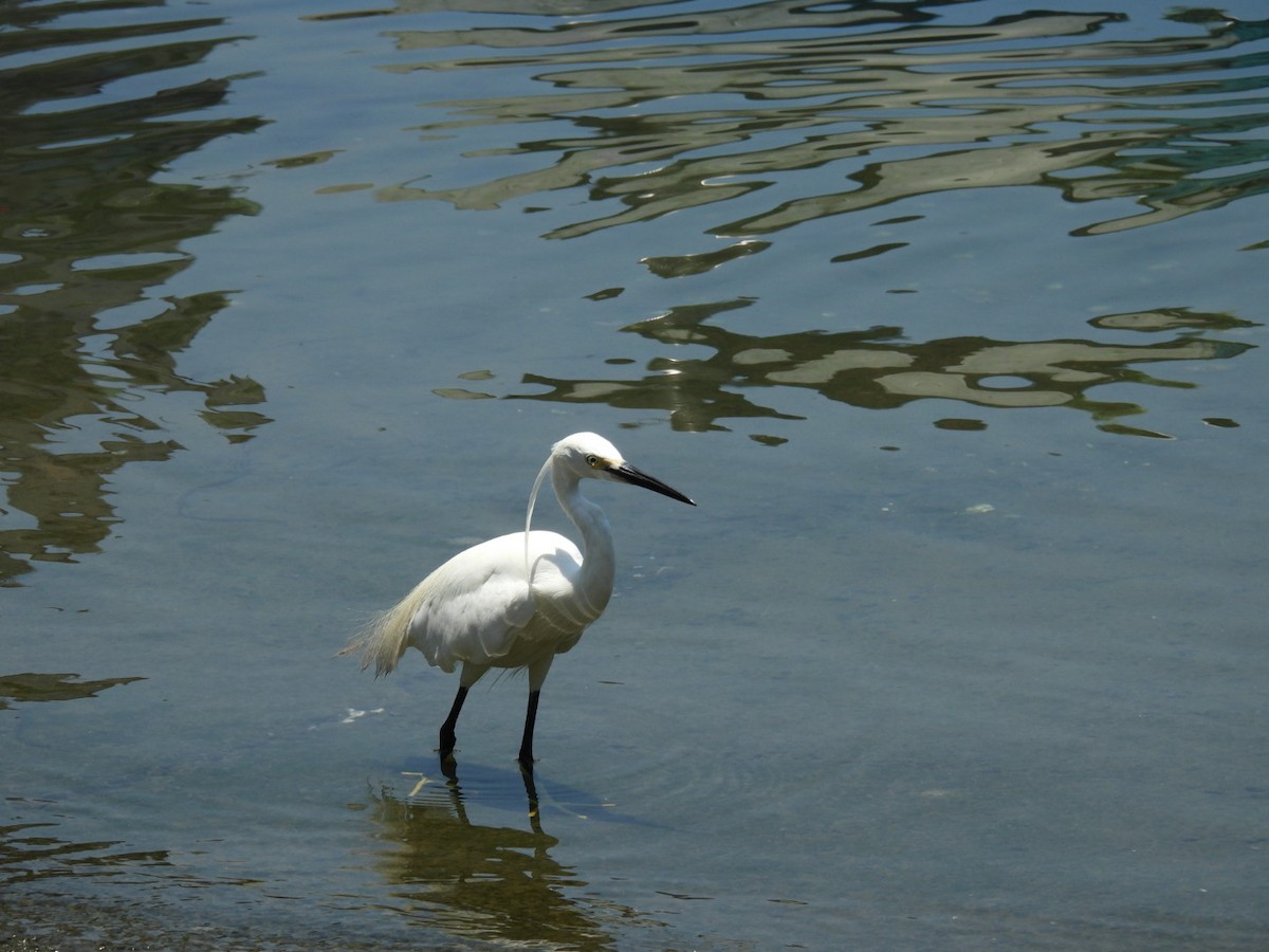 Little Egret - ML620792715