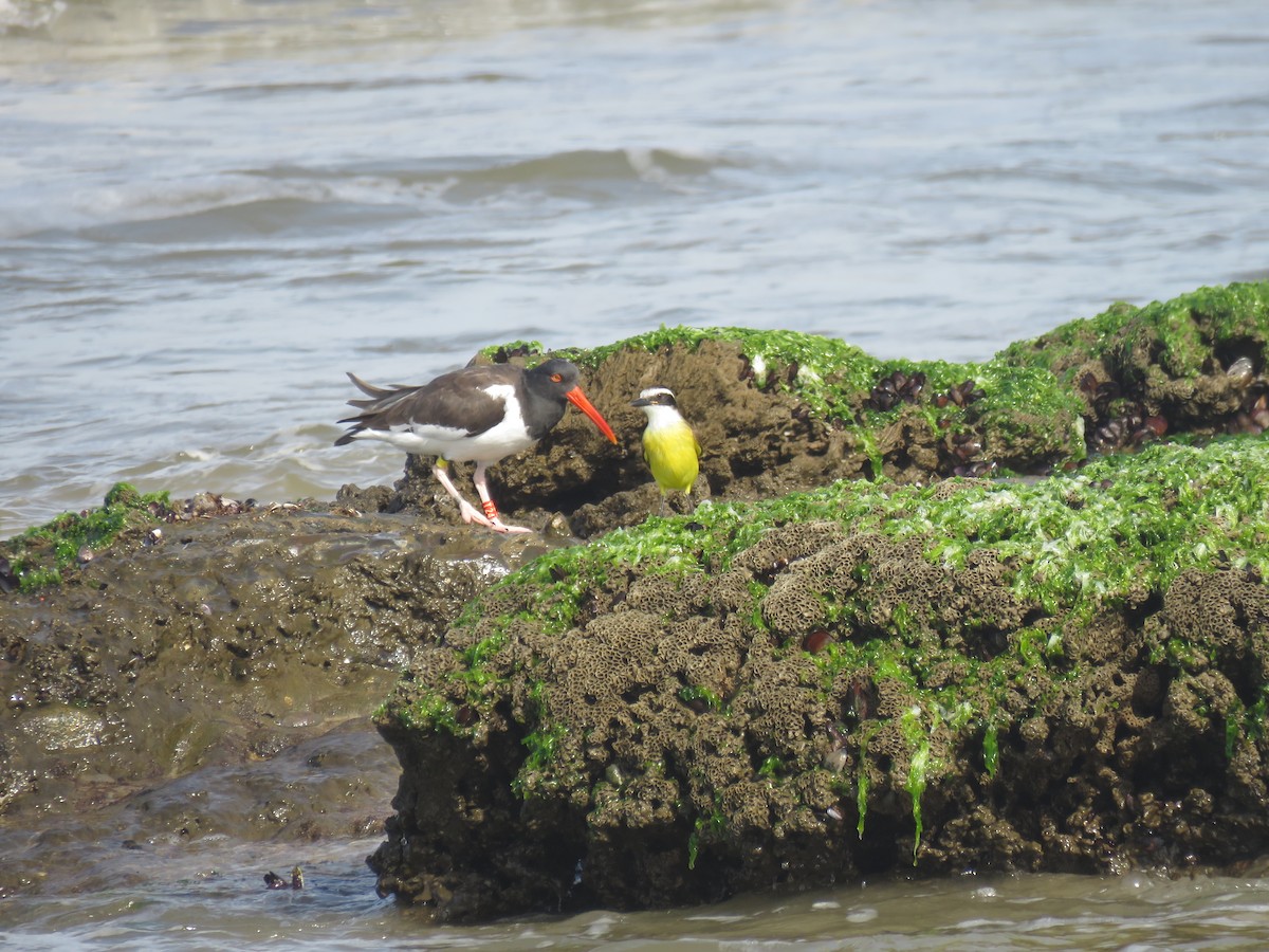 Great Kiskadee - Letícia Matheus Baccarin