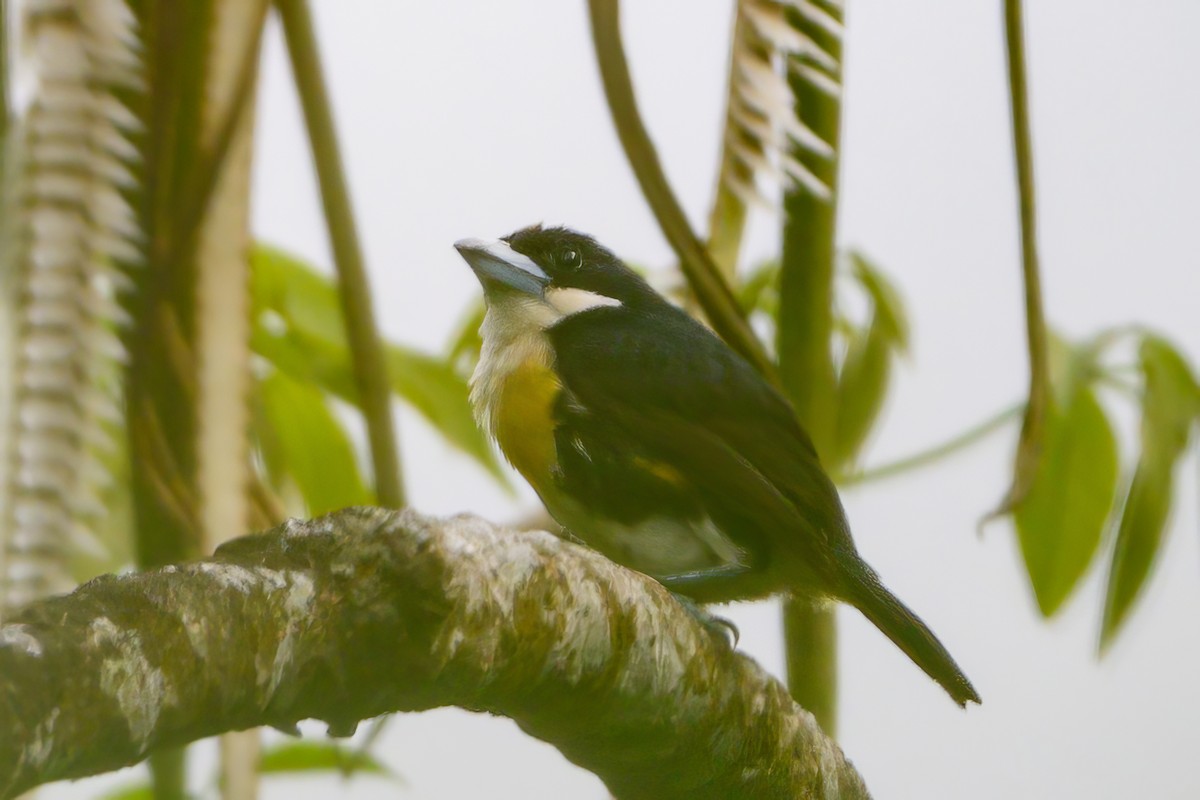 Spot-crowned Barbet - ML620792732