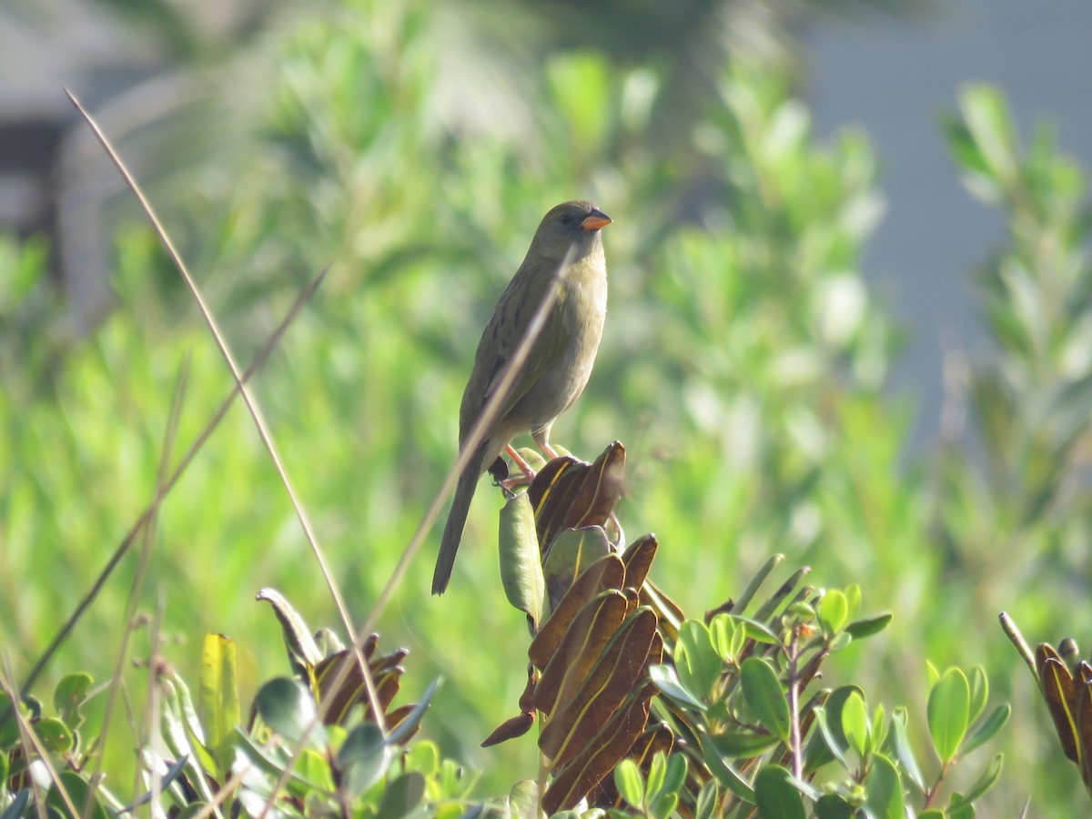 Great Pampa-Finch - Letícia Matheus Baccarin