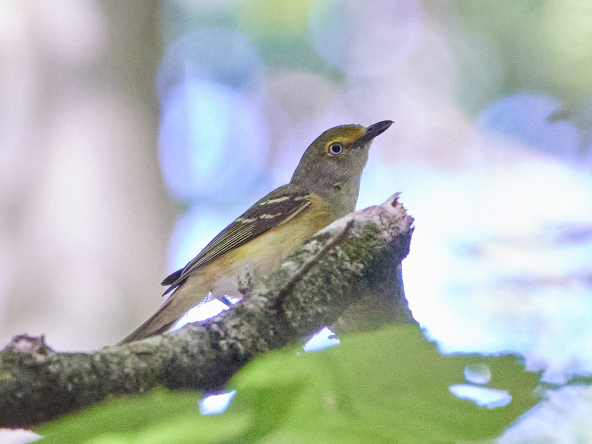 Vireo Ojiblanco - ML620792745