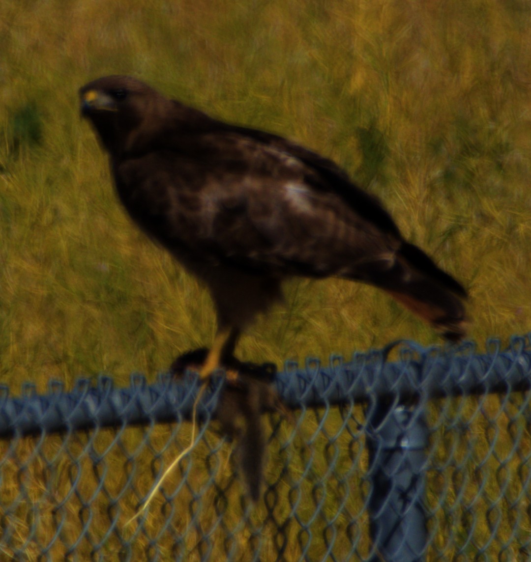 Red-tailed Hawk - ML620792750