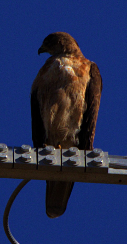 Red-tailed Hawk - ML620792751