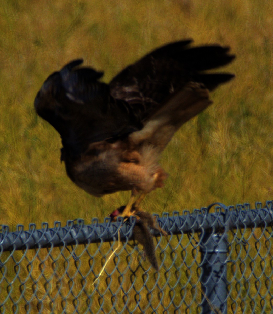 Red-tailed Hawk - ML620792753
