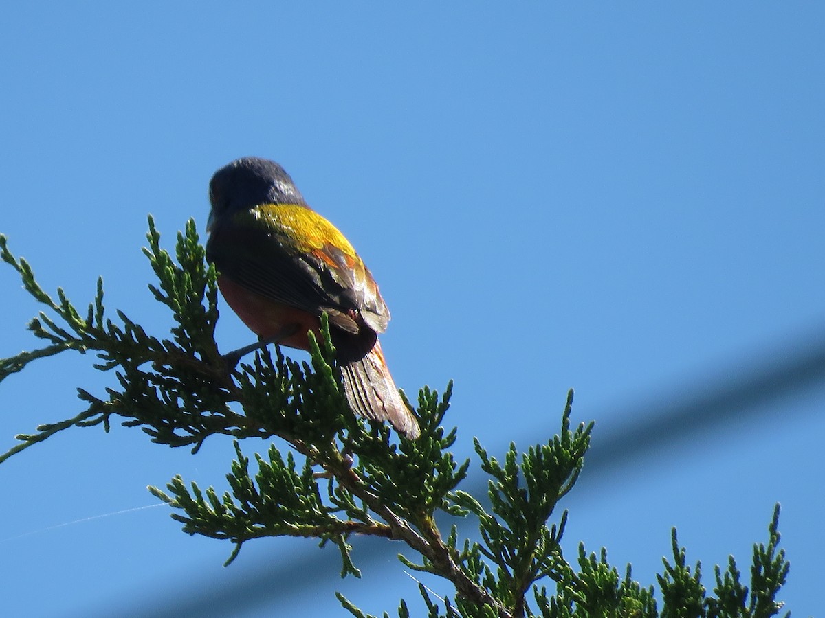 Painted Bunting - ML620792760