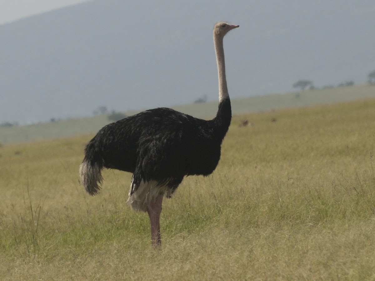 Common Ostrich - MAYANK NAMDEO