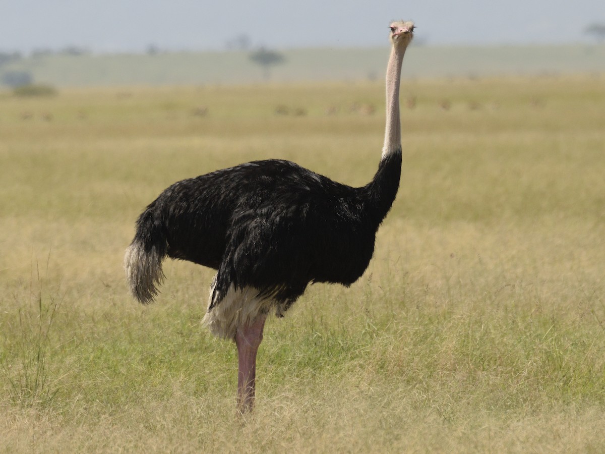 Common Ostrich - ML620792765