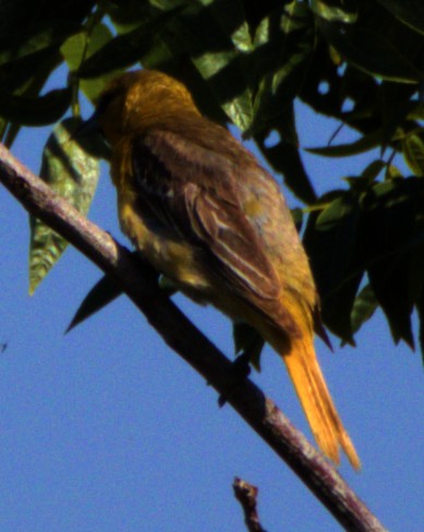 Bullock's Oriole - ML620792770