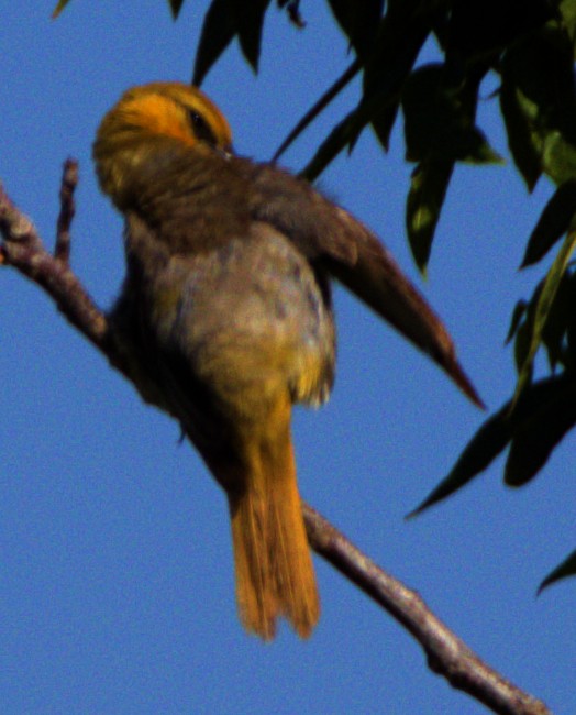 Bullock's Oriole - ML620792774