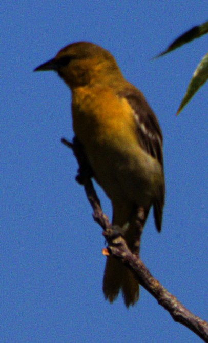 Bullock's Oriole - ML620792777