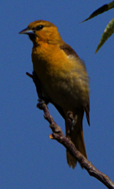 Bullock's Oriole - ML620792778