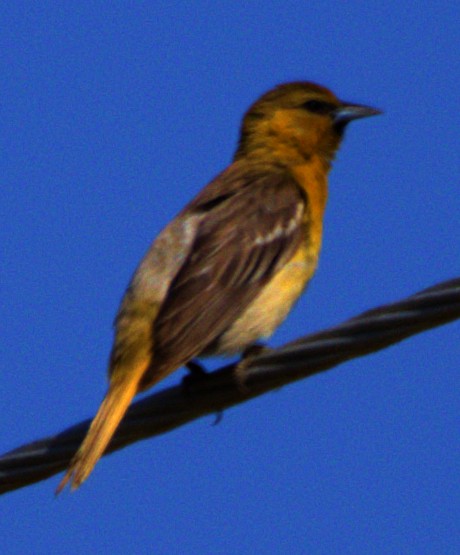 Oriole de Bullock - ML620792779