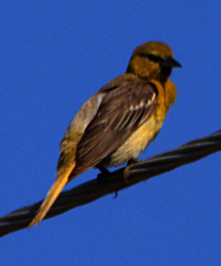 Oriole de Bullock - ML620792780