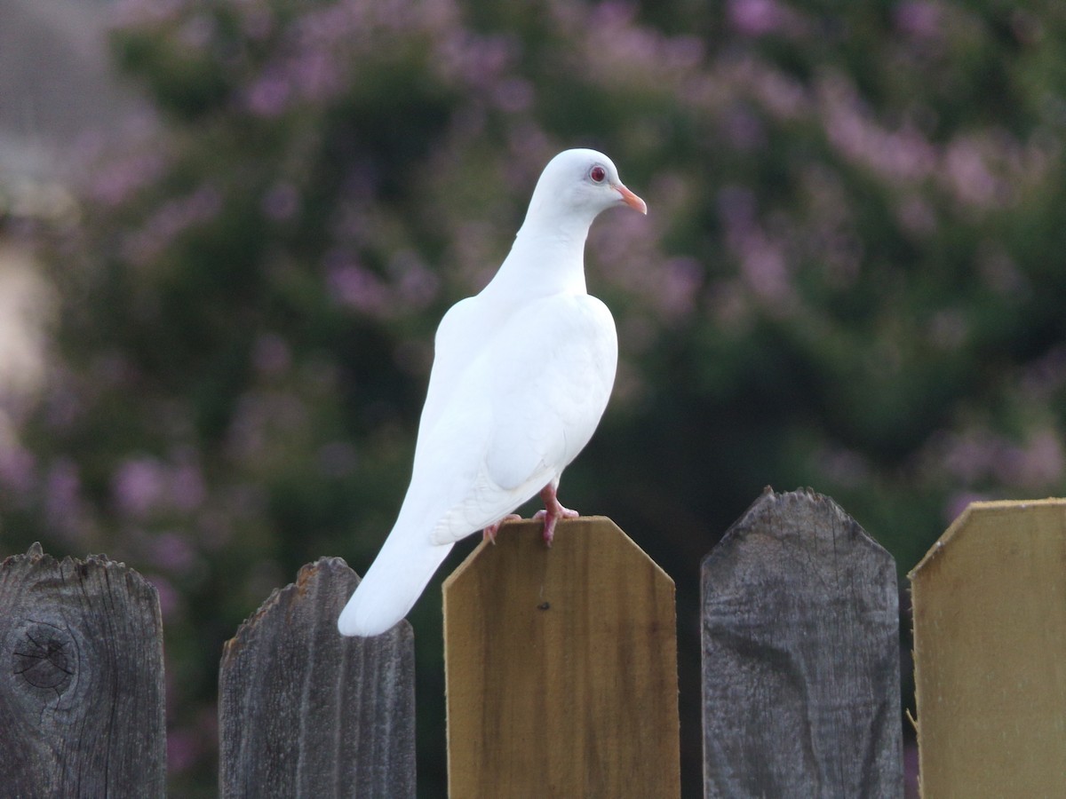 Rock Pigeon (Feral Pigeon) - ML620792782