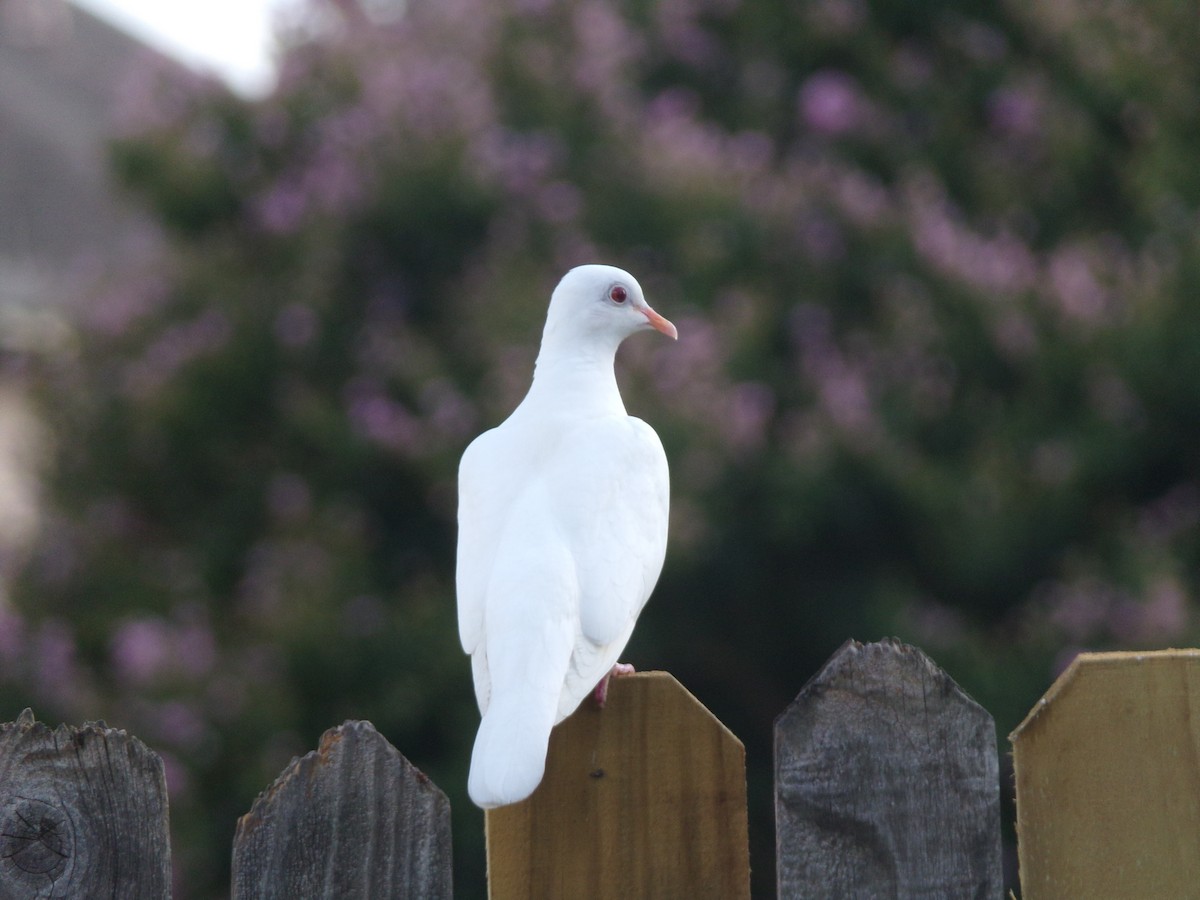 Rock Pigeon (Feral Pigeon) - ML620792784