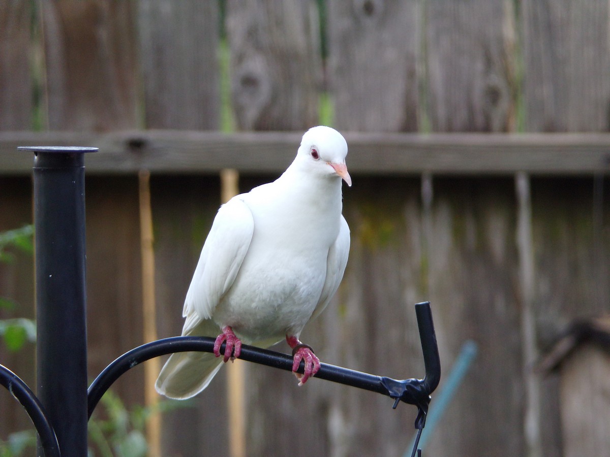 Rock Pigeon (Feral Pigeon) - Texas Bird Family