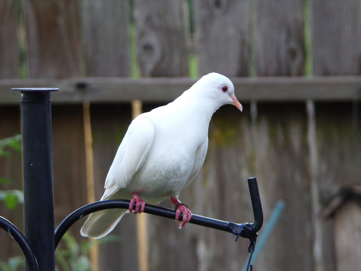 Rock Pigeon (Feral Pigeon) - ML620792786