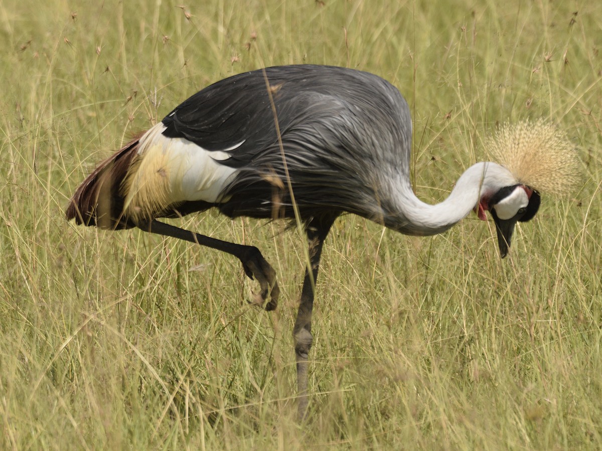 Gray Crowned-Crane - ML620792789