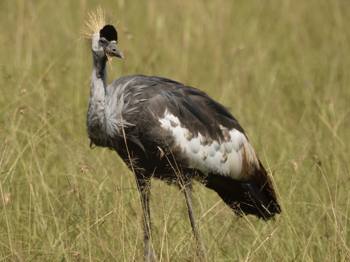 Grulla Coronada Cuelligrís - ML620792790