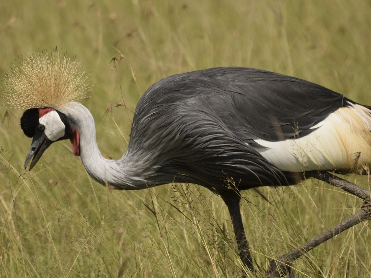 Gray Crowned-Crane - ML620792791