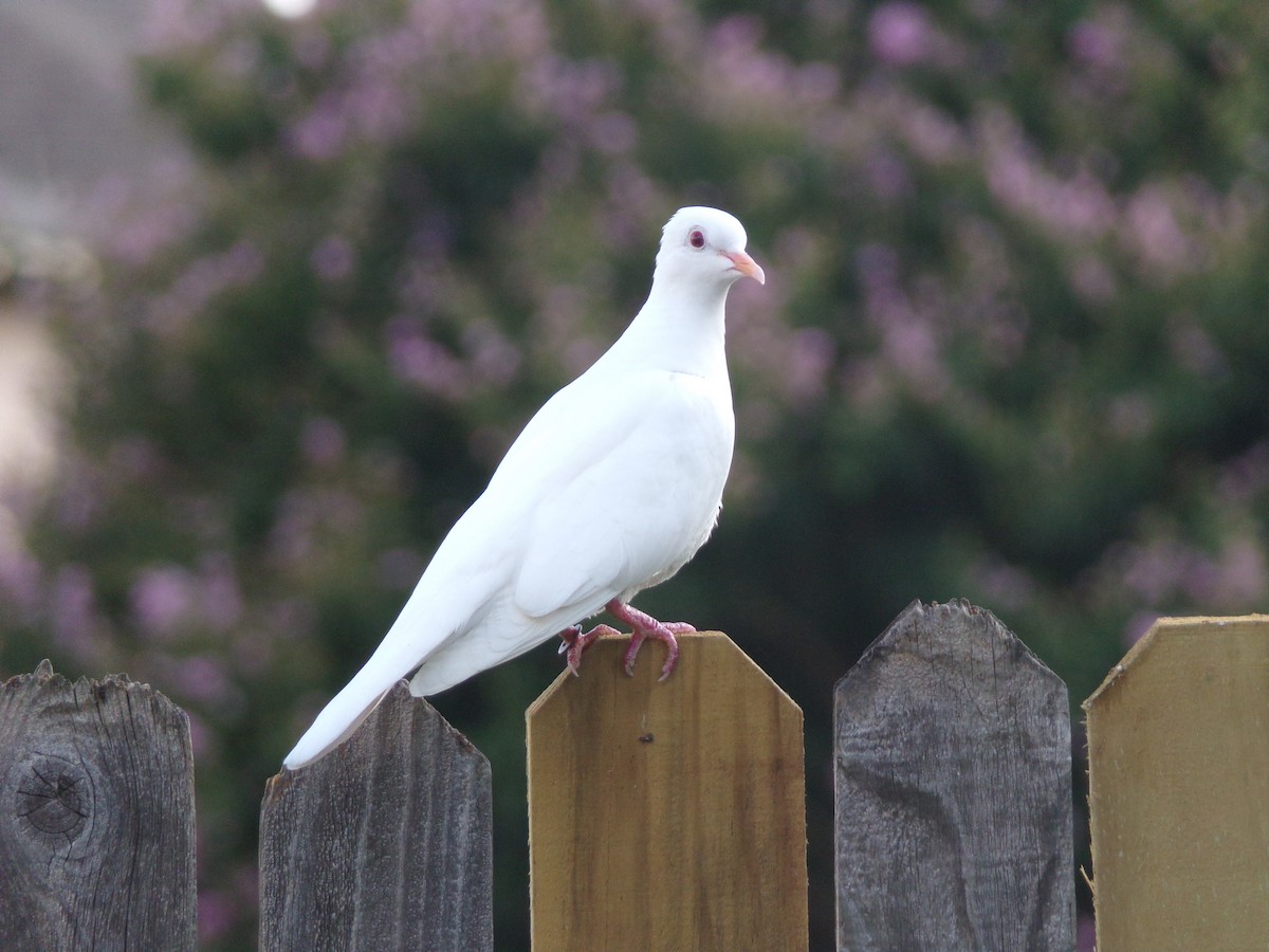 Rock Pigeon (Feral Pigeon) - ML620792793