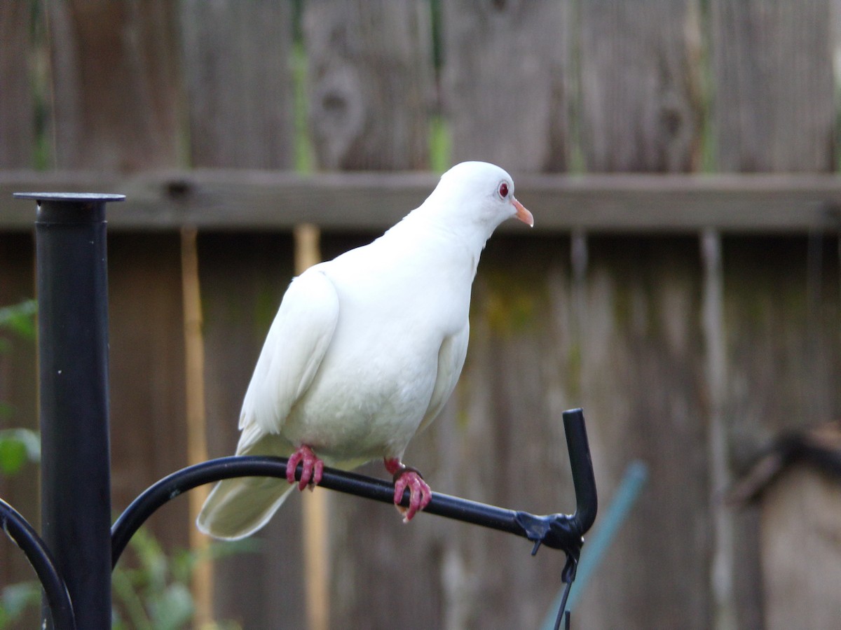 Rock Pigeon (Feral Pigeon) - ML620792794