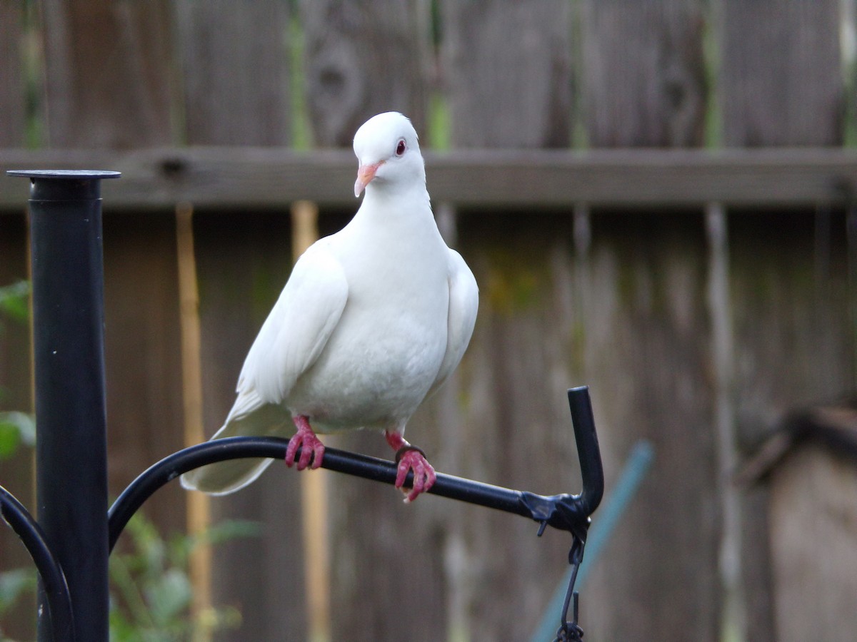 Rock Pigeon (Feral Pigeon) - ML620792795