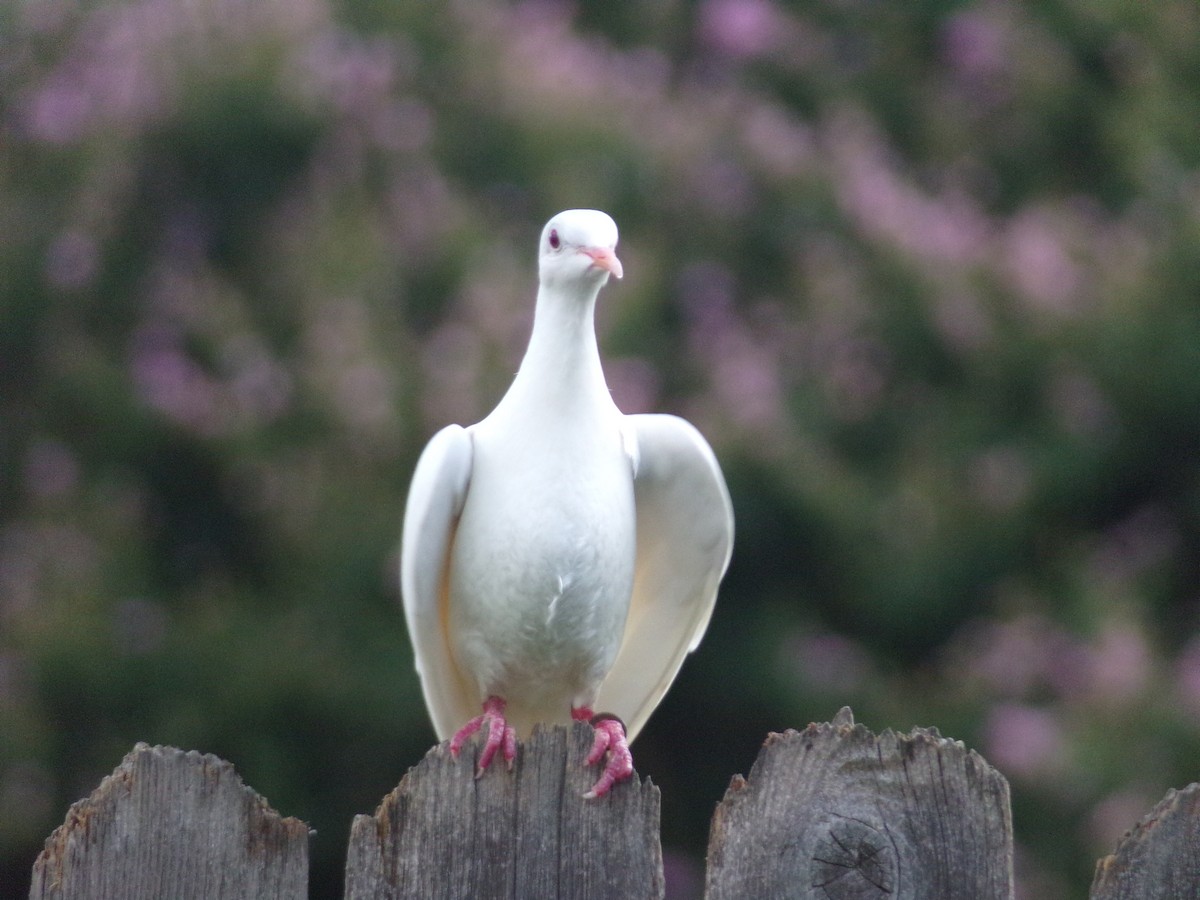 Rock Pigeon (Feral Pigeon) - ML620792796