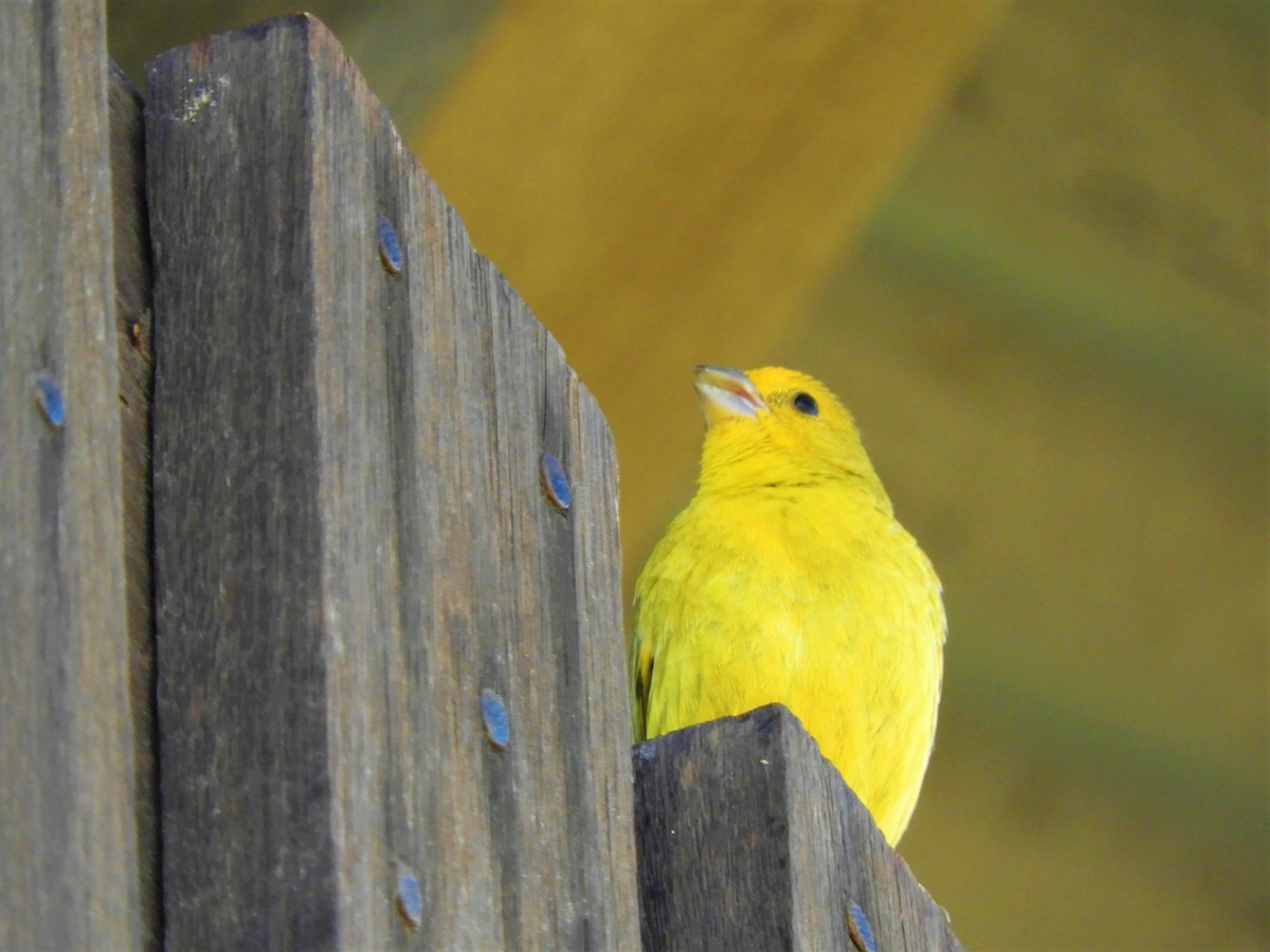 Saffron Finch - ML620792803