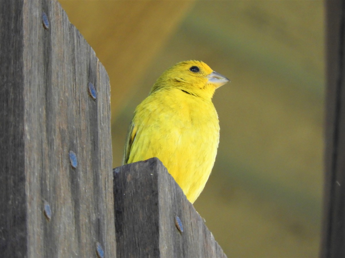 Saffron Finch - ML620792804