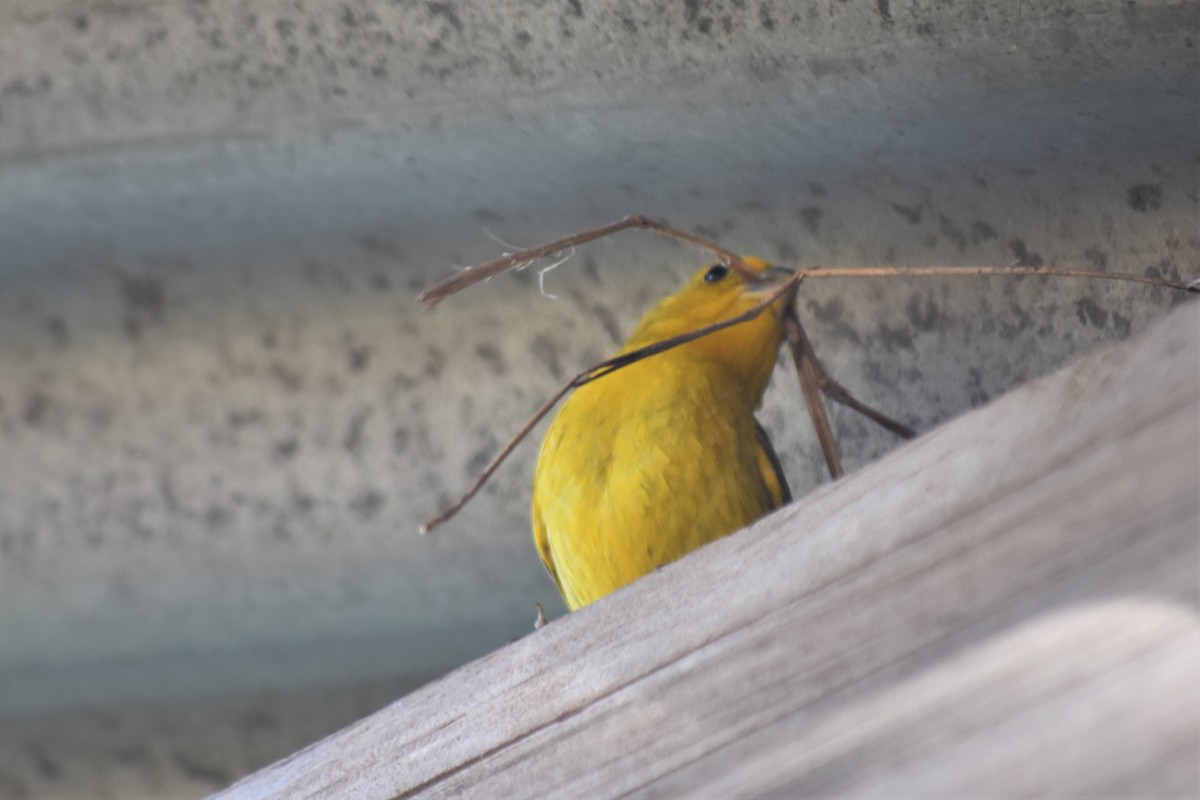 Saffron Finch - ML620792805